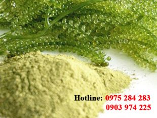 Bột rong biển chiết xuất
